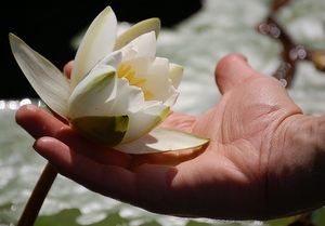 Betrachte den Klang wie die Schönheit einer Blüte